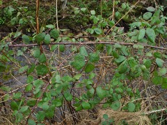 Rubus rubritinctus