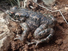 Bufotes cypriensis