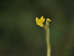 Utricularia australis