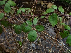 Rubus rubritinctus