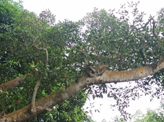 Ficus obliqua