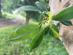 Ficus obliqua
