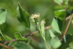 Porophyllum punctatum