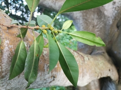 Ficus obliqua