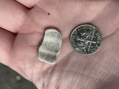 Strongylocentrotus purpuratus