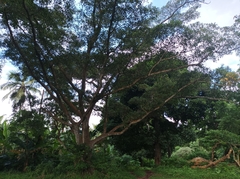 Ficus obliqua