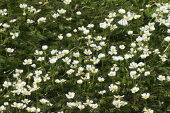 Ranunculus aquatilis