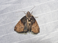 Lophoptera phaeobasis