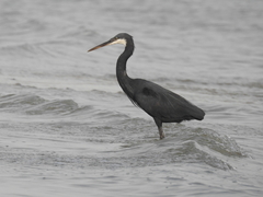 Egretta gularis
