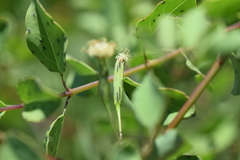 Porophyllum punctatum
