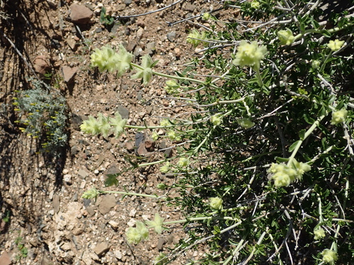 Image of Stachys aurea by no rights reserved