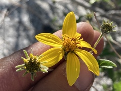 Bahiopsis triangularis