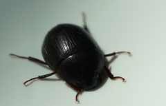 Hydrocassis lacustris
