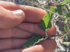 Bahiopsis triangularis