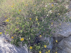 Bahiopsis triangularis