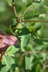 Porophyllum punctatum