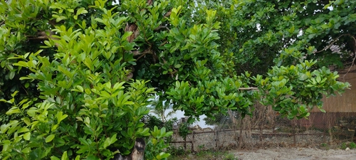 Image of Xylocarpus granatum by no rights reserved