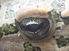 Bufotes cypriensis