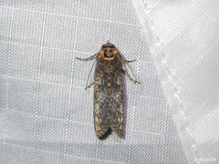 Stictopterinae