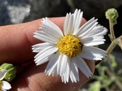 Amauria rotundifolia