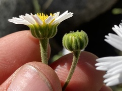 Amauria rotundifolia