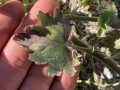 Amauria rotundifolia