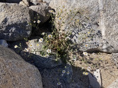 Amauria rotundifolia