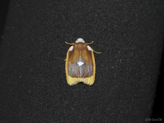 Lobobasis niveimaculata