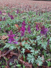 Corydalis cava