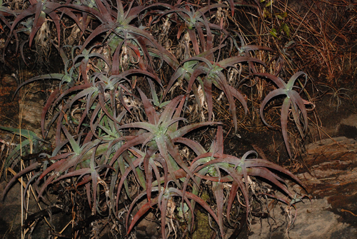Aloe acutissima (Aloe acutissima)