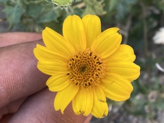 Heliopsis anomala