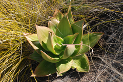 Aloe deltoideodonta