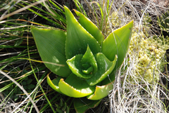 Aloe deltoideodonta