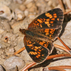 Phyciodes batesii