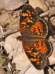 Phyciodes batesii