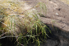 Ischnolepis graminifolia
