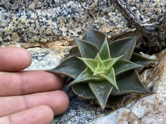 Dudleya gatesii