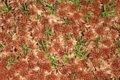 Abrotanella caespitosa