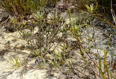 Lampranthus glaucoides