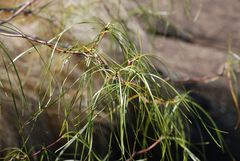 Ischnolepis graminifolia