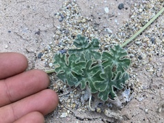 Cucurbita cordata
