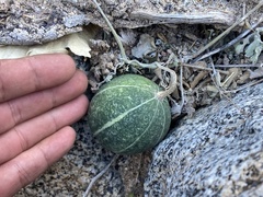 Cucurbita cordata