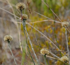Stoebe gomphrenoides