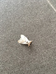 Calliteara horsfieldii