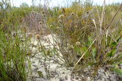 Stoebe gomphrenoides