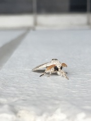 Calliteara horsfieldii