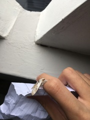 Calliteara horsfieldii