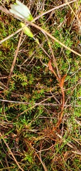 Gentianella vernicosa