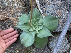 Dudleya gatesii