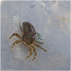 Petrolisthes cabrilloi